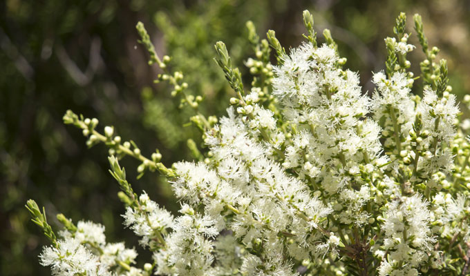 Erba Maleleuca Afonia Rimedi Naturali