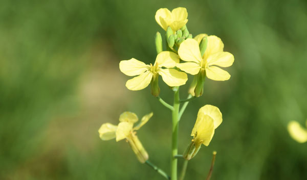 Disturbi da reflusso Tosse da Reflusso Rimedi Naturali